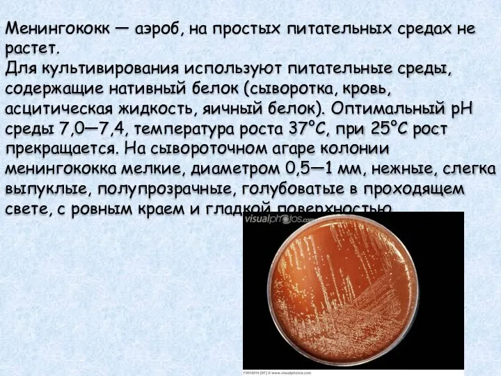 Менингококк — аэроб, на простых питательных средах не растет. Для культивирования используют