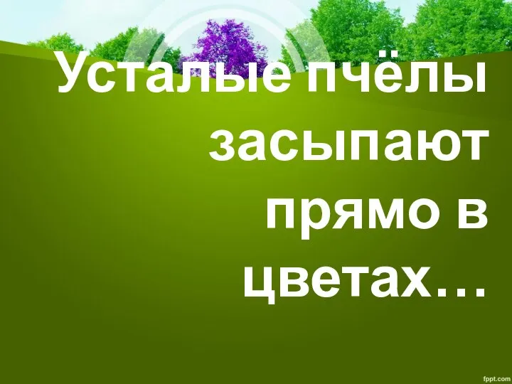 Усталые пчёлы засыпают прямо в цветах…