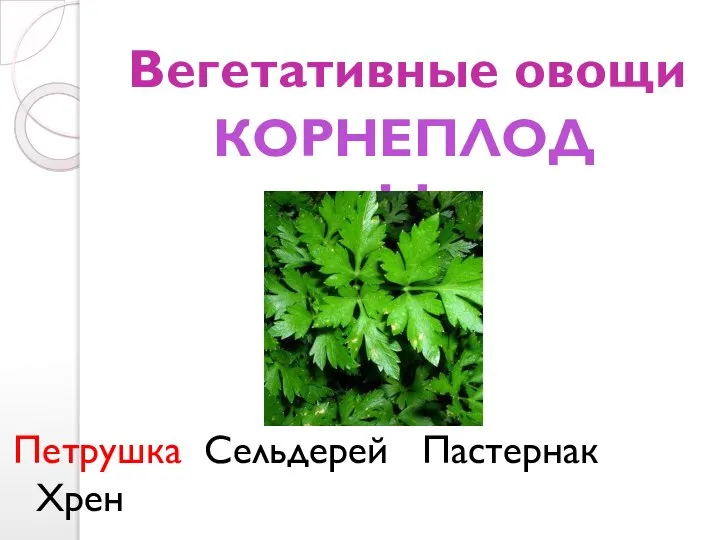 Вегетативные овощи Петрушка Сельдерей Пастернак Хрен КОРНЕПЛОДЫ
