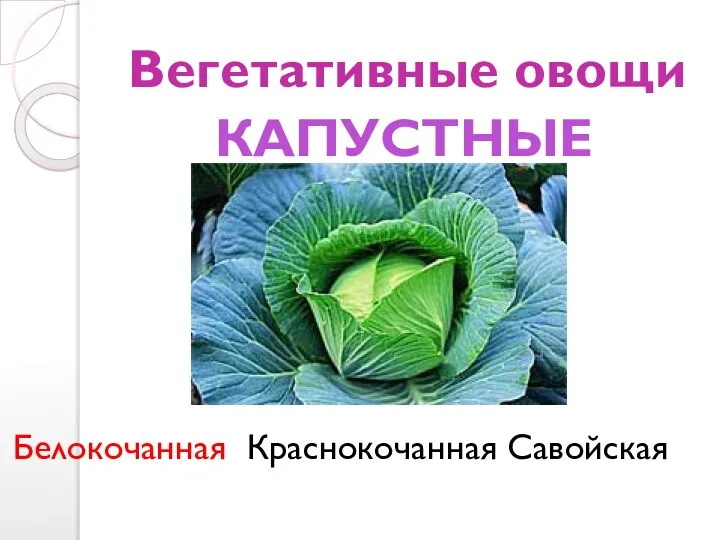 Вегетативные овощи Белокочанная Краснокочанная Савойская КАПУСТНЫЕ
