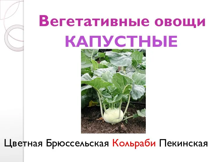 Вегетативные овощи Цветная Брюссельская Кольраби Пекинская КАПУСТНЫЕ