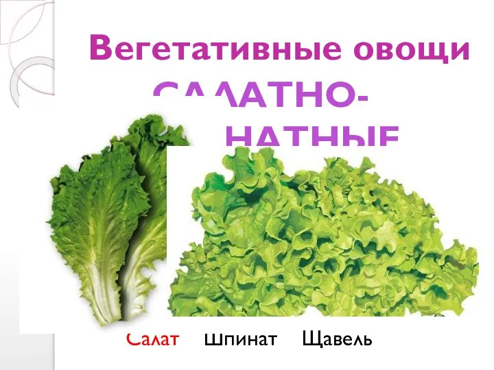 Вегетативные овощи Салат Шпинат Щавель САЛАТНО-ШПИНАТНЫЕ