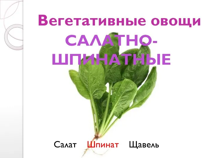 Вегетативные овощи Салат Шпинат Щавель САЛАТНО-ШПИНАТНЫЕ