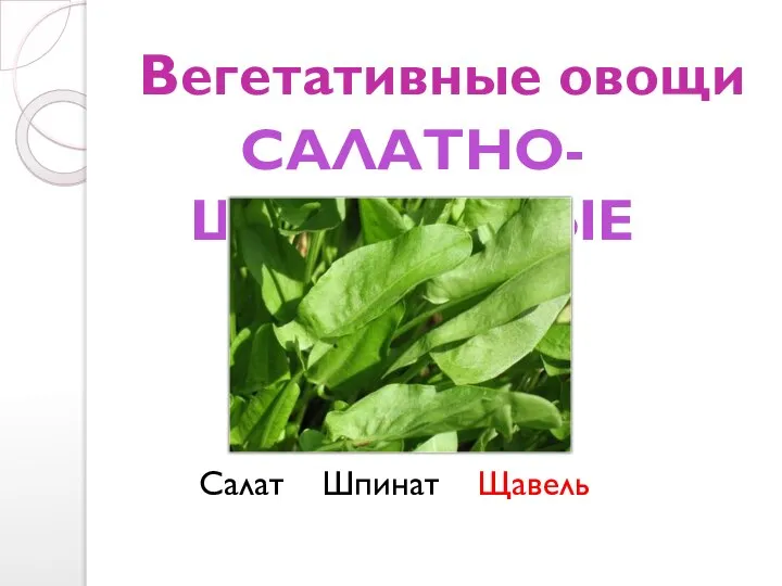 Вегетативные овощи Салат Шпинат Щавель САЛАТНО-ШПИНАТНЫЕ