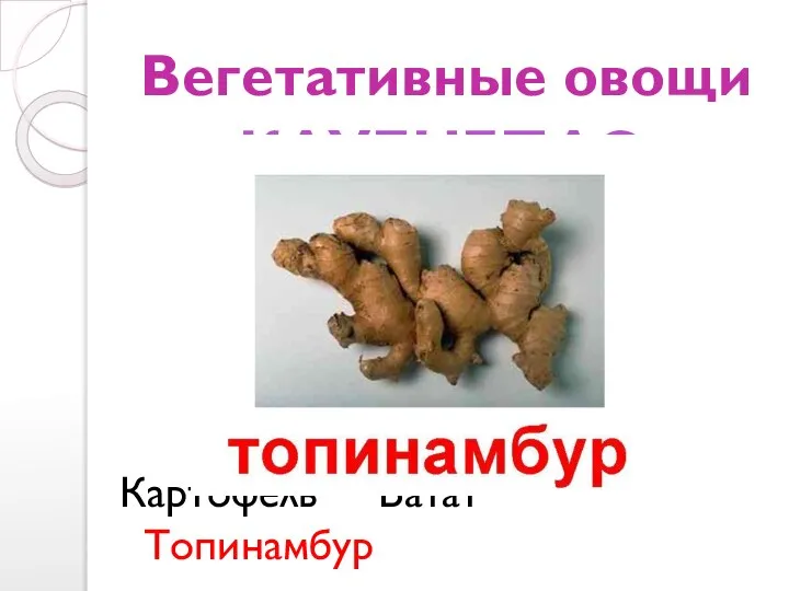 Вегетативные овощи Картофель Батат Топинамбур КЛУБНЕПЛОДЫ