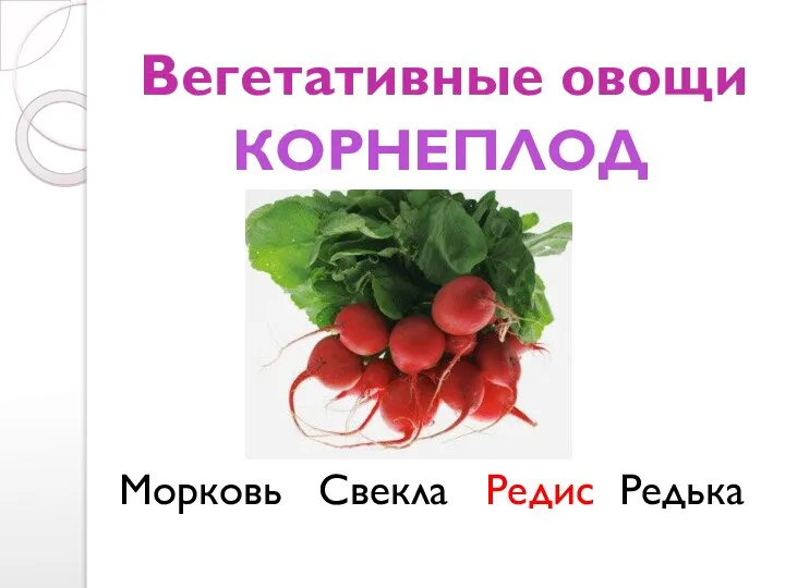 Вегетативные овощи Морковь Свекла Редис Редька КОРНЕПЛОДЫ