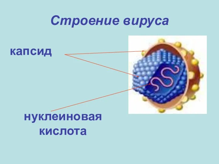 Строение вируса капсид нуклеиновая кислота