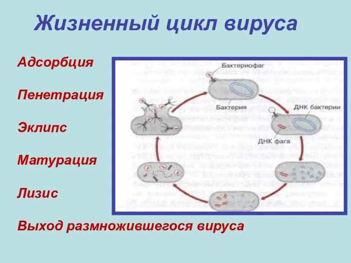 Адсорбция Пенетрация Эклипс Матурация Лизис Выход размножившегося вируса Жизненный цикл вируса