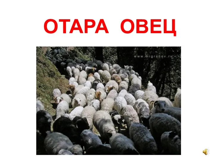 ОТАРА ОВЕЦ