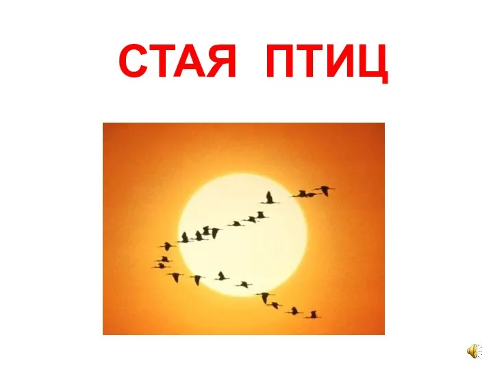 СТАЯ ПТИЦ