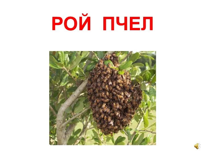 РОЙ ПЧЕЛ