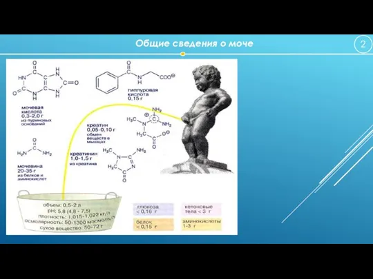 Общие сведения о моче 2