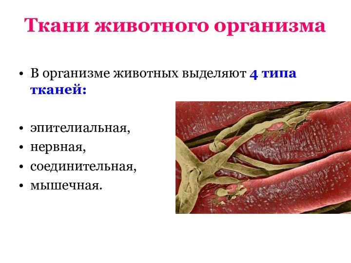 Ткани животного организма В организме животных выделяют 4 типа тканей: эпителиальная, нервная, соединительная, мышечная.