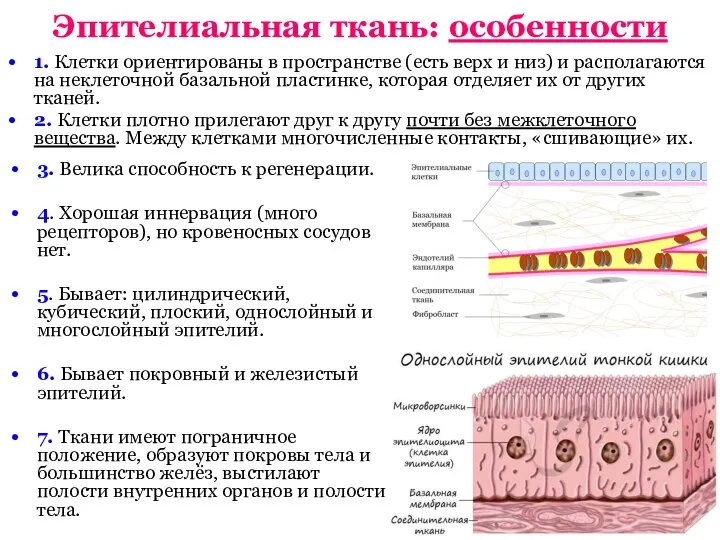 Эпителиальная ткань: особенности 1. Клетки ориентированы в пространстве (есть верх и низ)