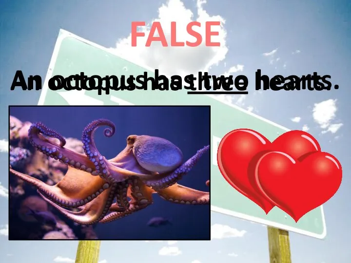 FALSE An octopus has two hearts. An octopus has three hearts.