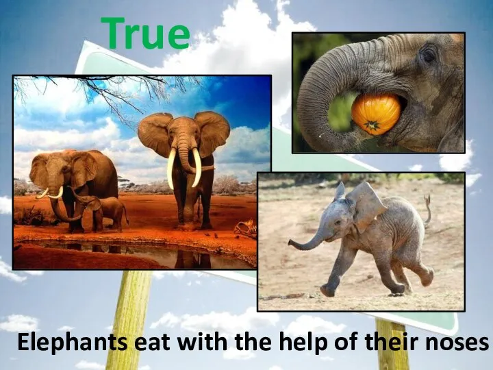 Elephants eat with the help of their noses True