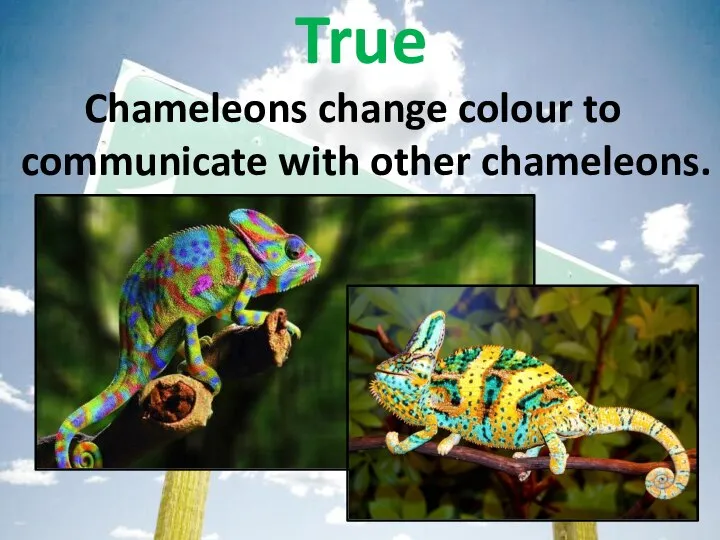 Chameleons change colour to communicate with other chameleons. True