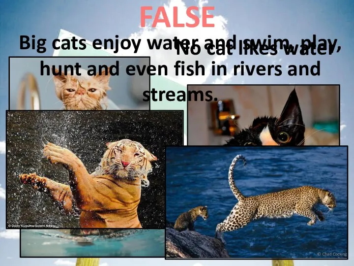 No cat likes water FALSE Big cats enjoy water and swim, play,