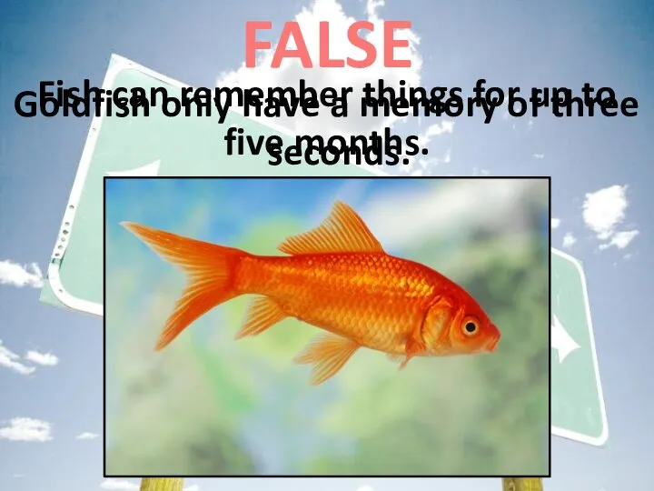 Goldfish only have a memory of three seconds. FALSE Fish can remember