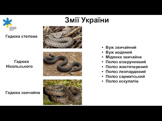 Гадюка степова Гадюка Нікольського Гадюка звичайна Змії України Вуж звичайний Вуж водяний