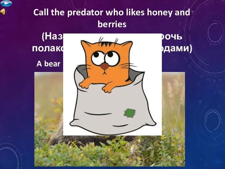 Call the predator who likes honey and berries (Назовите хищника не прочь