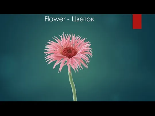 Flower - Цветок