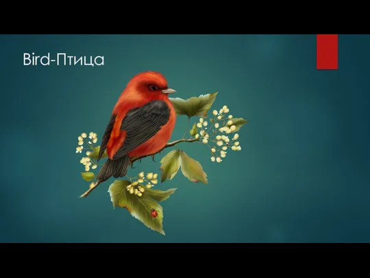 Bird-Птица