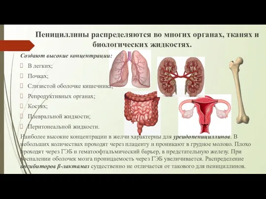 Пенициллины распределяются во многих органах, тканях и биологических жидкостях. Создают высокие концентрации: