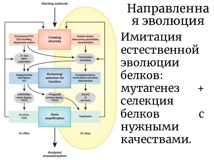 Направленная эволюция Имитация естественной эволюции белков: мутагенез + селекция белков с нужными качествами.