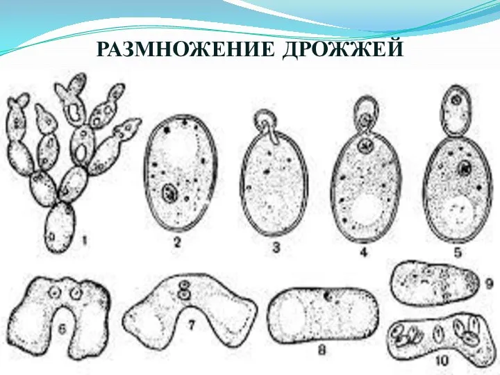 РАЗМНОЖЕНИЕ ДРОЖЖЕЙ