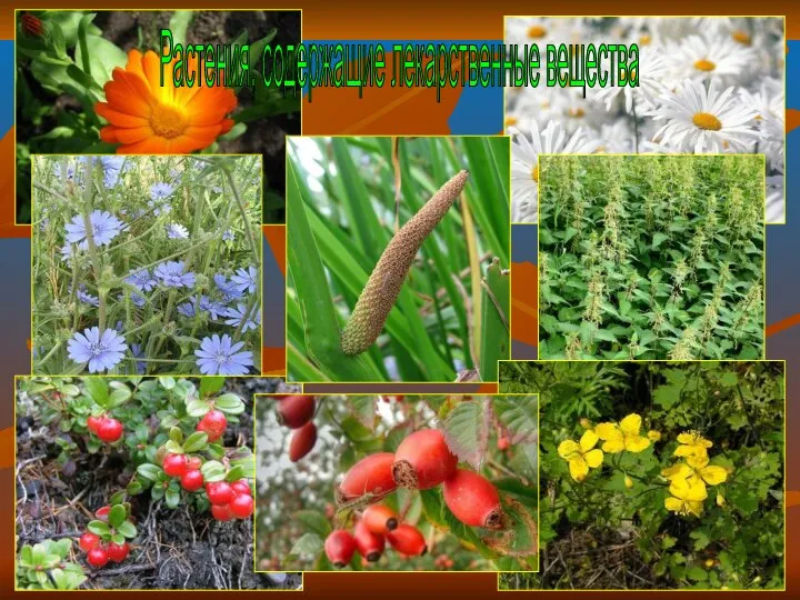 Бочкова И.А. Растения, содержащие лекарственные вещества