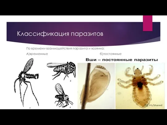 Классификация паразитов По времени взаимодействия паразита и хозяина: А)временные б)постоянные