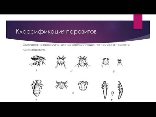 Классификация паразитов Основана на пространственных взаимоотношениях паразита и хозяина: А)эктопаразиты
