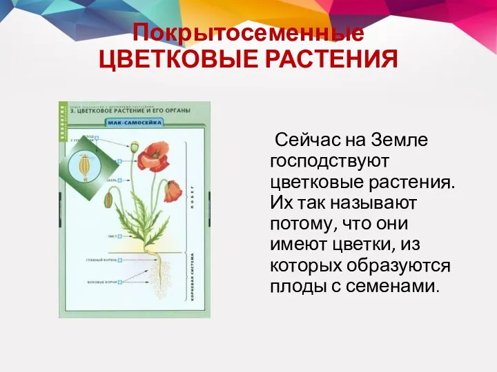 Покрытосеменные ЦВЕТКОВЫЕ РАСТЕНИЯ Сейчас на Земле господствуют цветковые растения. Их так называют