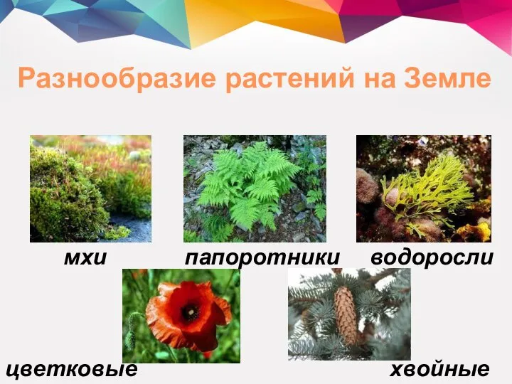 мхи водоросли папоротники цветковые хвойные Разнообразие растений на Земле