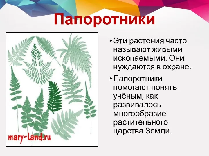 Папоротники Эти растения часто называют живыми ископаемыми. Они нуждаются в охране. Папоротники