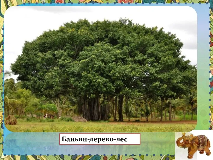 Баньян-дерево-лес