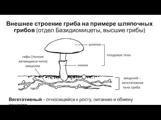 Внешнее строение гриба на примере шляпочных грибов (отдел Базидиомицеты, высшие грибы) Вегетативный