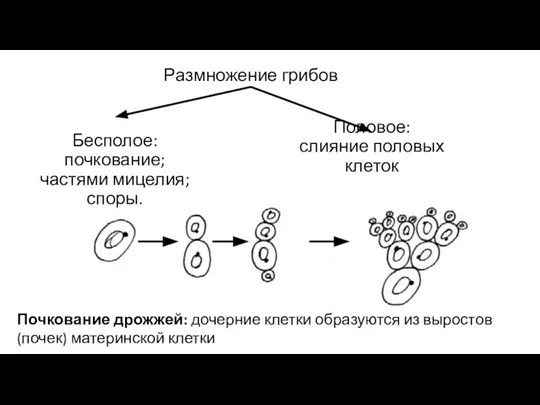 Размножение грибов Бесполое: почкование; частями мицелия; споры. Половое: слияние половых клеток Почкование