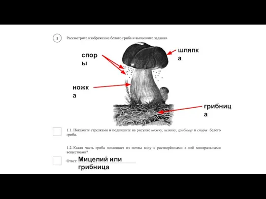 Мицелий или грибница шляпка споры ножка грибница
