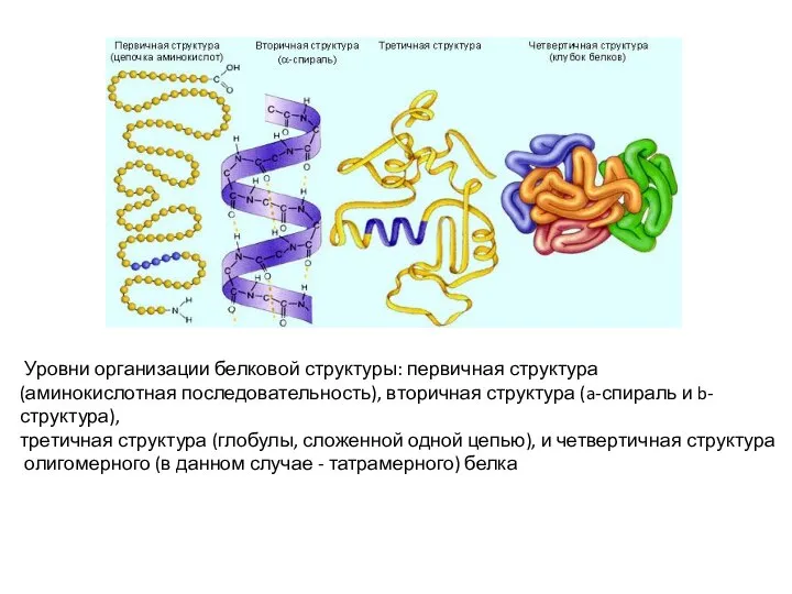 Уровни организации белковой структуры: первичная структура (аминокислотная последовательность), вторичная структура (a-спираль и