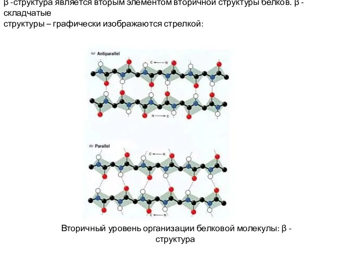 β -структура является вторым элементом вторичной структуры белков. β -складчатые структуры –