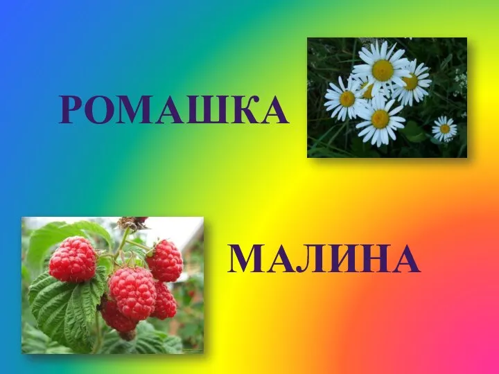 РОМАШКА МАЛИНА