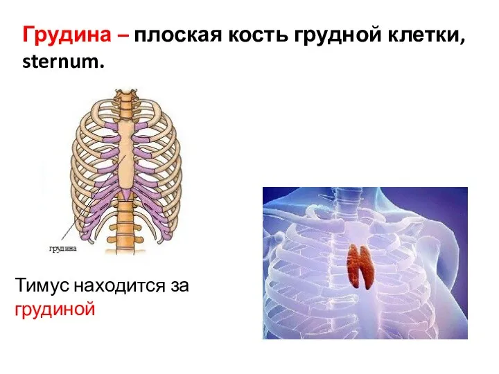 Грудина – плоская кость грудной клетки, sternum. Тимус находится за грудиной