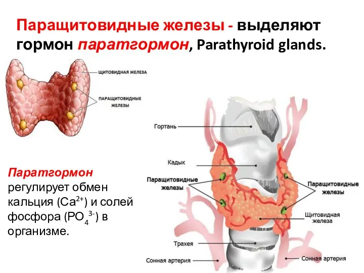 Паращитовидные железы - выделяют гормон паратгормон, Parathyroid glands. Паратгормон регулирует обмен кальция