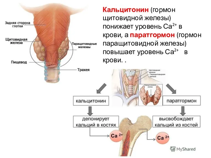 Кальцитонин (гормон щитовидной железы) понижает уровень Са2+ в крови, а паратгормон (гормон