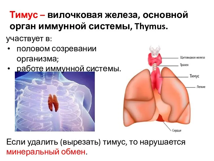 Тимус – вилочковая железа, основной орган иммунной системы, Thymus. участвует в: половом