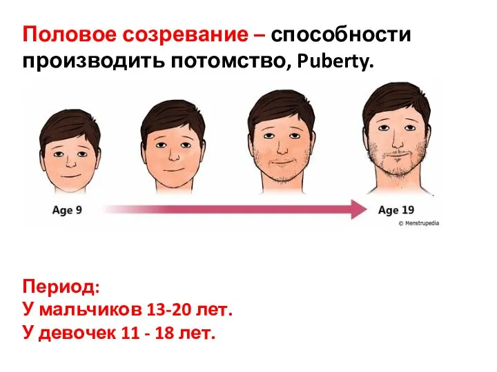 Половое созревание – способности производить потомство, Puberty. Период: У мальчиков 13-20 лет.