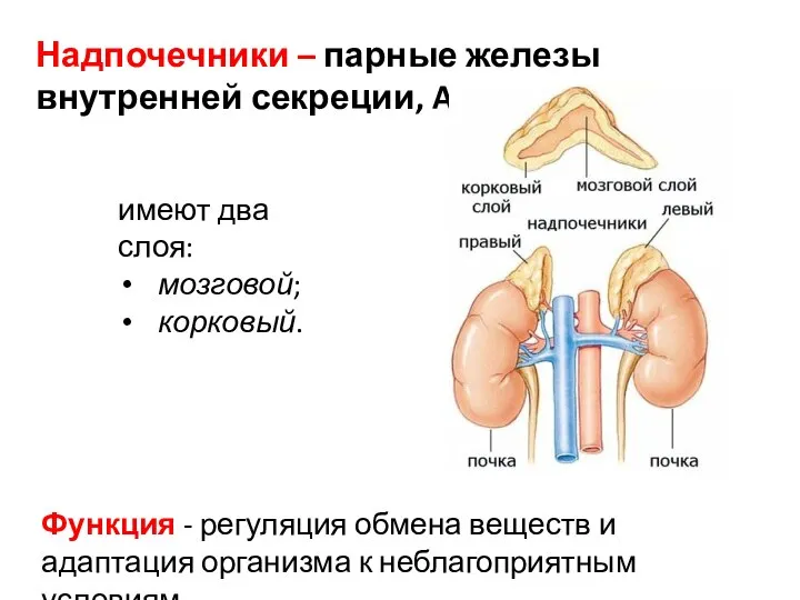 Надпочечники – парные железы внутренней секреции, Adrenal glands. имеют два слоя: мозговой;