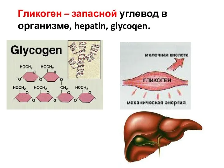 Гликоген – запасной углевод в организме, hepatin, glycoqen.